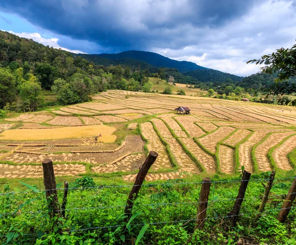 Risfält på Mae Hong Son — Stockfoto