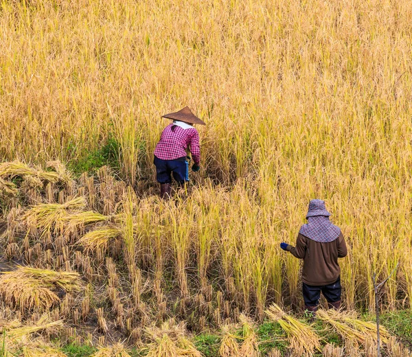 Thailand jordbrukarna i Maehongson provinsen — Stockfoto