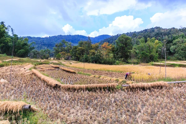 Thajsko zemědělci v provincii Maehongson — Stock fotografie