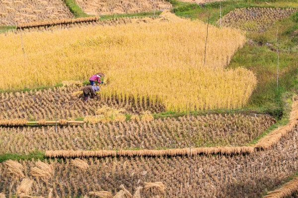 Thailändische Bauern in der Provinz Mahongson — Stockfoto