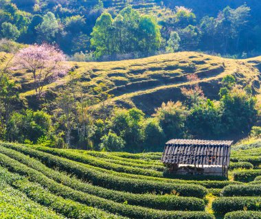 Tea Plantation in Chiang Mai clipart