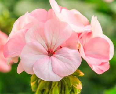 pembe ortanca çiçeği