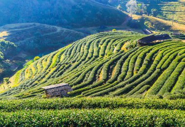 Çay plantasyon içinde Chiang Mai