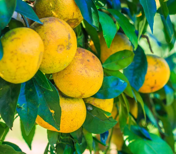 Fresh Oranges on tree — Stock Photo, Image