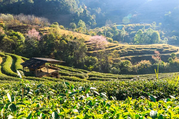 Plantação de chá em Chiang Mai — Fotografia de Stock