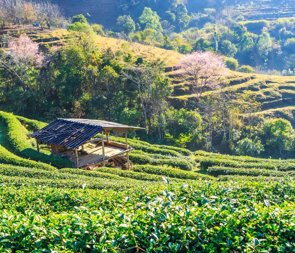 Plantación de té en Chiang Mai —  Fotos de Stock