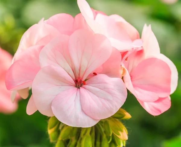 Roze hortensia bloem — Stockfoto