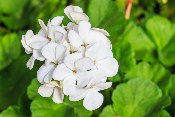 Blomkål — Stockfoto