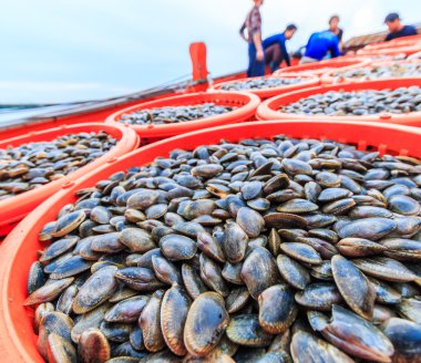 Shellfish on fishing vessels clipart