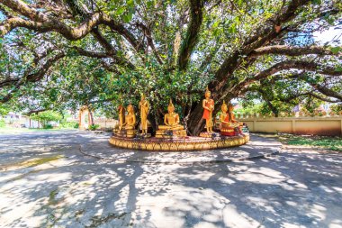 Buda bodhi ağacının altında
