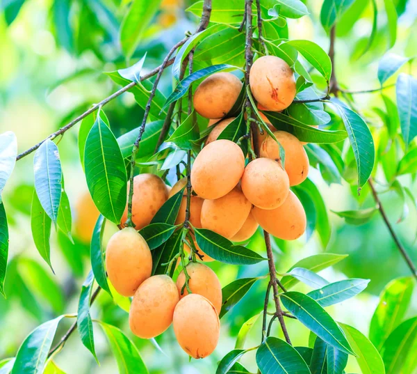 Mayongchid Maprang ameixas marianas — Fotografia de Stock