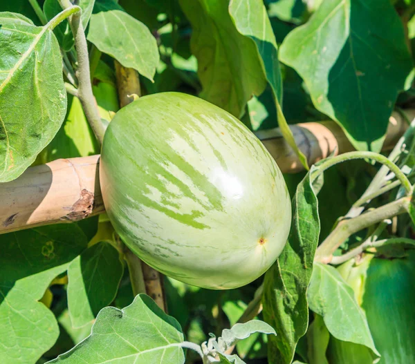 緑ナス野菜 — ストック写真