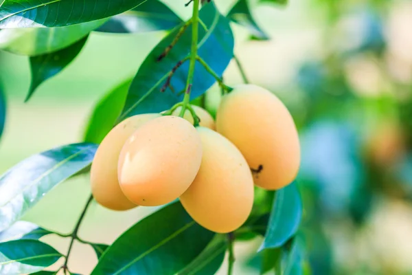 Mayongchid Maprang Marian Plums — Stock Photo, Image