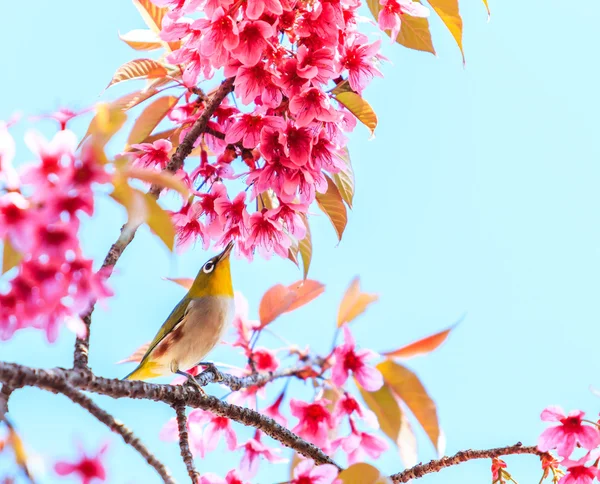 Uccello in fiore di ciliegio — Foto Stock