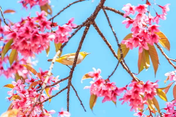 Oiseau sur fleur de cerisier — Photo