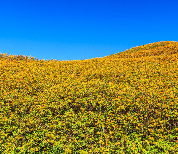 Mexican sunflowers in field