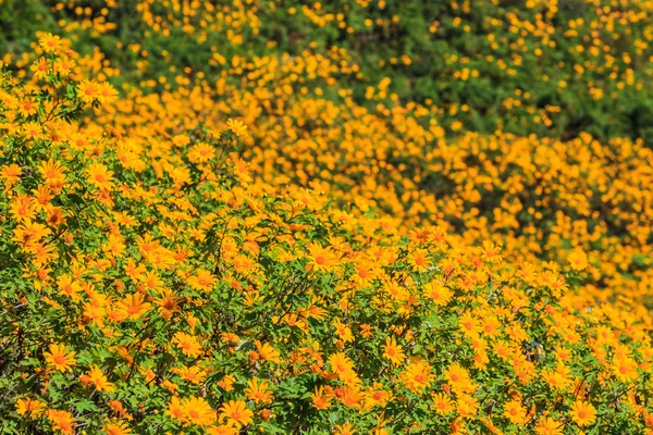 Mexican sunflowers in field — Stock Photo, Image