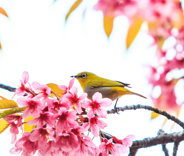 桜の鳥 — ストック写真