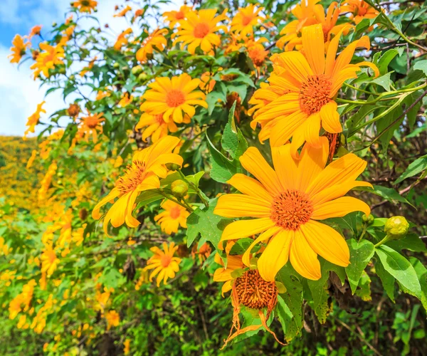 Mexicaanse zonnebloemen in veld — Stockfoto