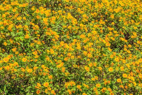 Mexican sunflowers in field — Stock Photo, Image