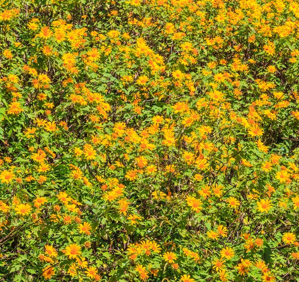 Mexican sunflowers in field — Stock Photo, Image