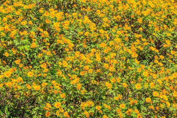 Girassóis mexicanos no campo — Fotografia de Stock