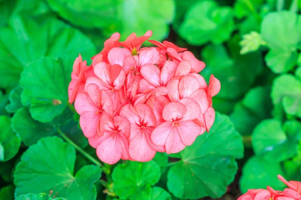 Flor de hortensia rosa — Foto de Stock