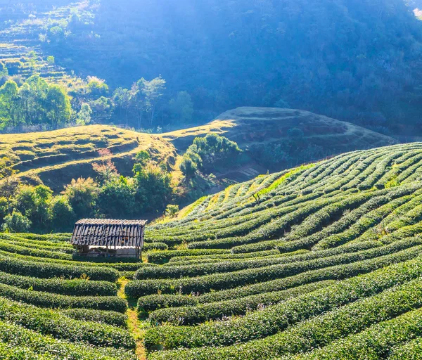 Teplantage i Chiang Mai — Stockfoto