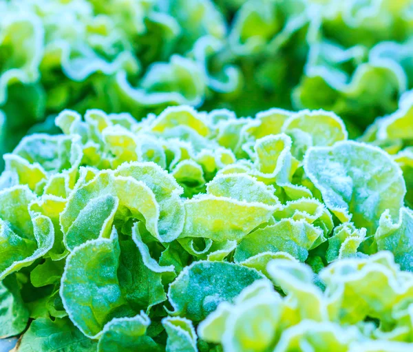 Produtos hortícolas de alface em campo — Fotografia de Stock