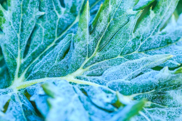 Leaves vegetable in  field — Stock Photo, Image