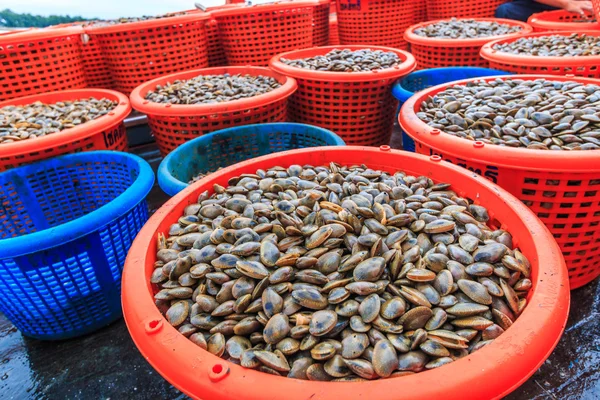 Skaldjur på fiskefartyg — Stockfoto