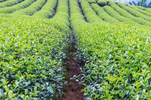 Zelený čaj plantáž — Stock fotografie