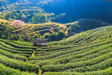 Çay plantasyon içinde Chiang Mai