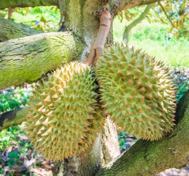 Durian tropikal meyve Tayland