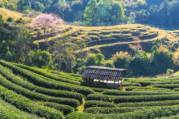 Plantation de thé à Chiang Mai — Photo