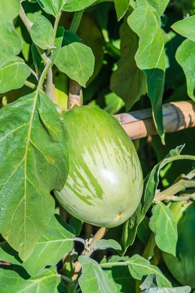 Yeşil patlıcan sebze — Stok fotoğraf