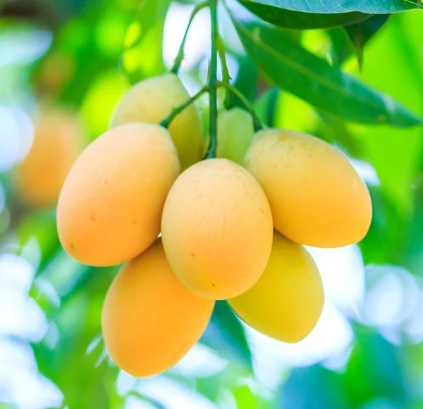 Mayongchid Maprang Marian Plums — Stock Photo, Image