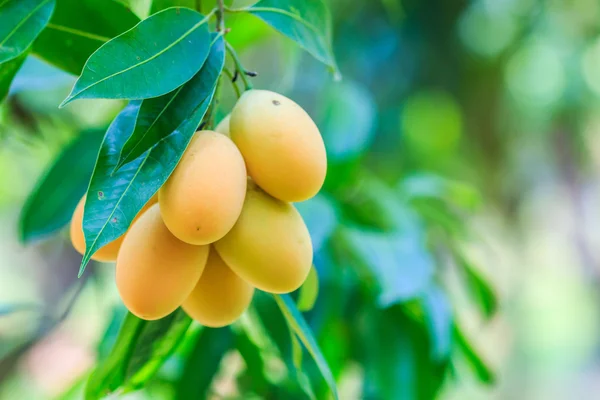 Mayongchid Maprang Marian Plums — Stock Photo, Image