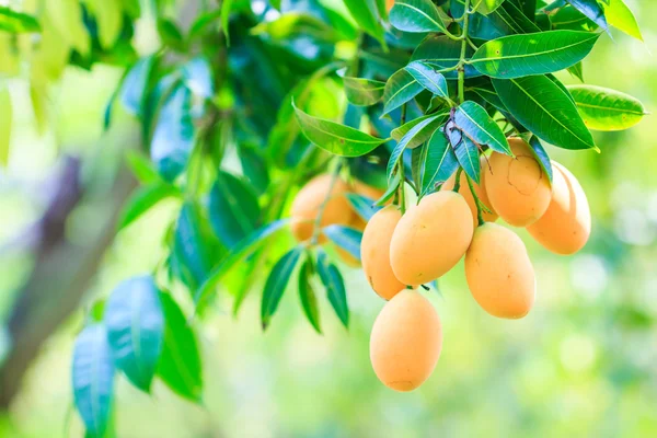 Mayongchid Maprang Marian Erik