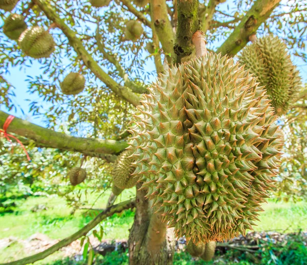 Durian owoców tropikalnych w Tajlandii — Zdjęcie stockowe