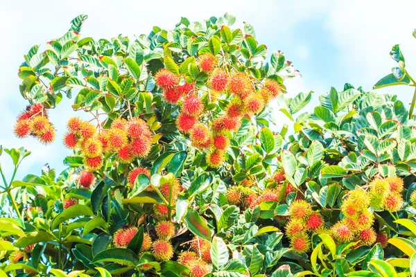 Rambutan auf Baum in Thailand — Stockfoto