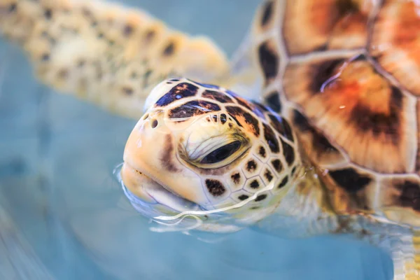 Green sea turtle — Stock Photo, Image