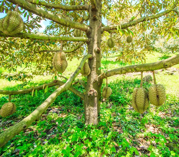 Durian Frutas tropicales en Tailandia — Foto de Stock