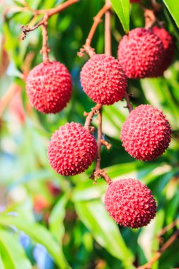 Lychee meyve Tayland