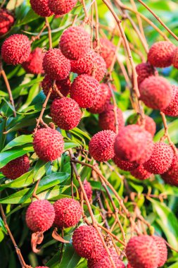 Lychee meyve Tayland