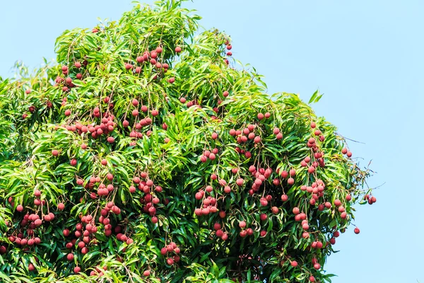 Litschi-Früchte in Asien — Stockfoto