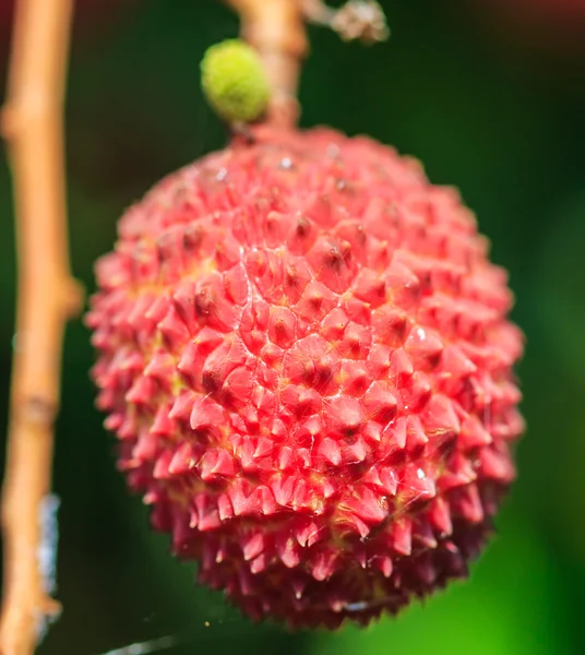 Fruta del lichi en Tailandia — Foto de Stock