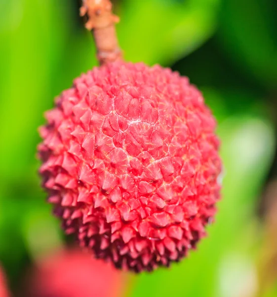 Lychee vruchten in Thailand — Stockfoto