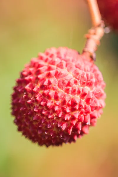 Lychee fruit in Thailand — Stock Photo, Image