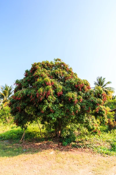 Lychee vruchten in Thailand — Stockfoto